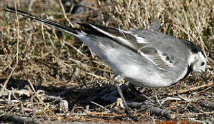 White Wagtail