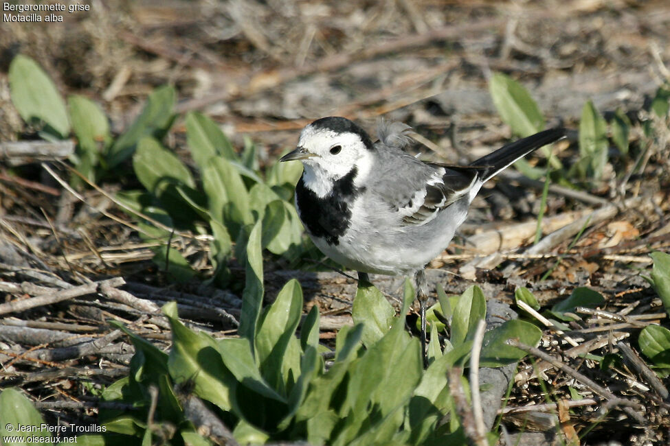 White Wagtail