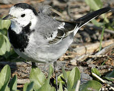 White Wagtail