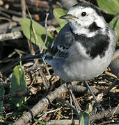 White Wagtail