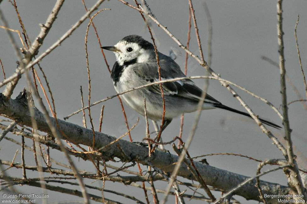 White Wagtail