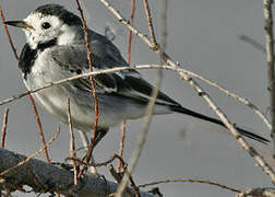 White Wagtail