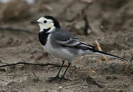 White Wagtail