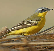 Western Yellow Wagtail