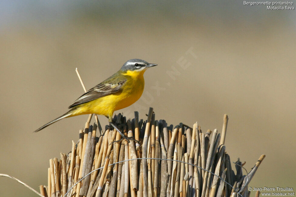 Western Yellow Wagtail