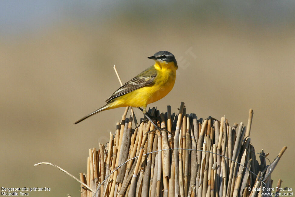 Western Yellow Wagtail