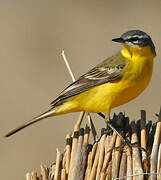 Western Yellow Wagtail