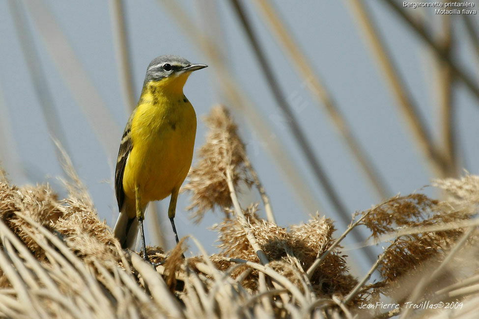 Western Yellow Wagtail