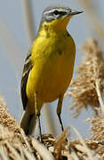 Western Yellow Wagtail