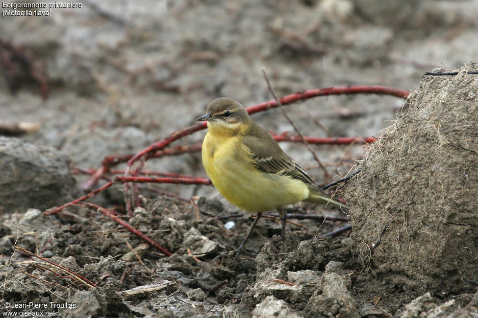 Western Yellow Wagtail