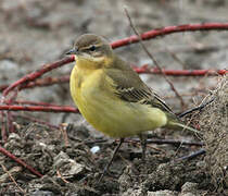 Western Yellow Wagtail