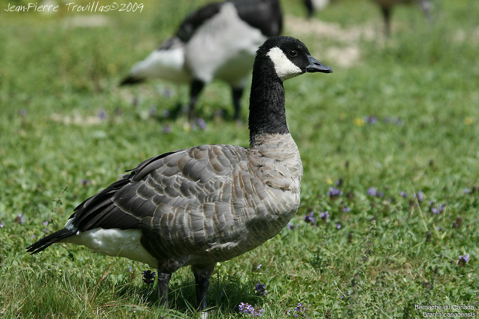 Canada Goose