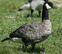 Canada Goose