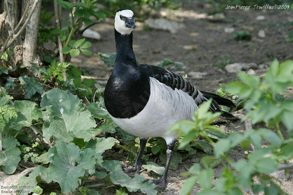 Barnacle Goose, identification