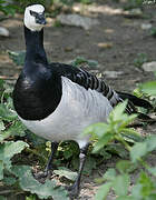 Barnacle Goose