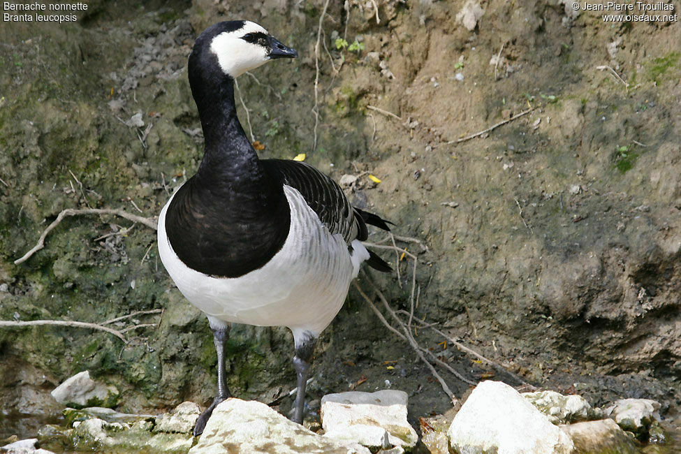 Barnacle Goose