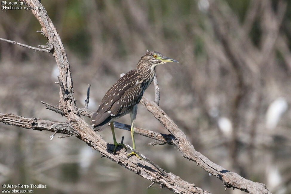 Black-crowned Night Heron