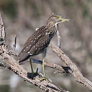 Black-crowned Night Heron