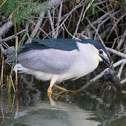 Black-crowned Night Heron