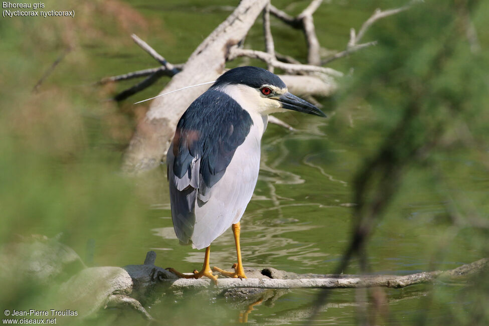 Black-crowned Night Heron