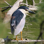 Black-crowned Night Heron