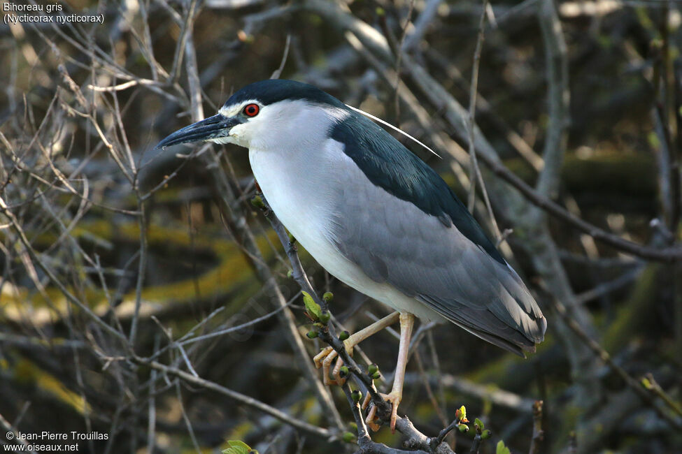 Black-crowned Night Heron