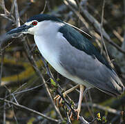 Black-crowned Night Heron