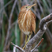 Little Bittern