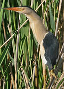 Little Bittern