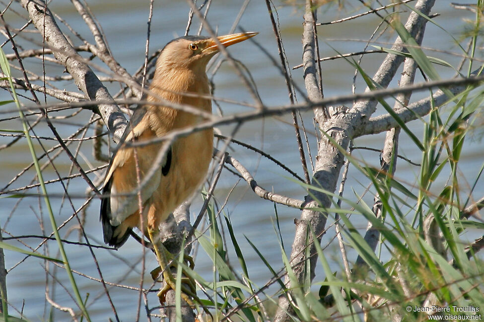 Little Bittern