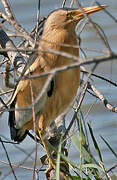 Little Bittern