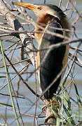 Little Bittern