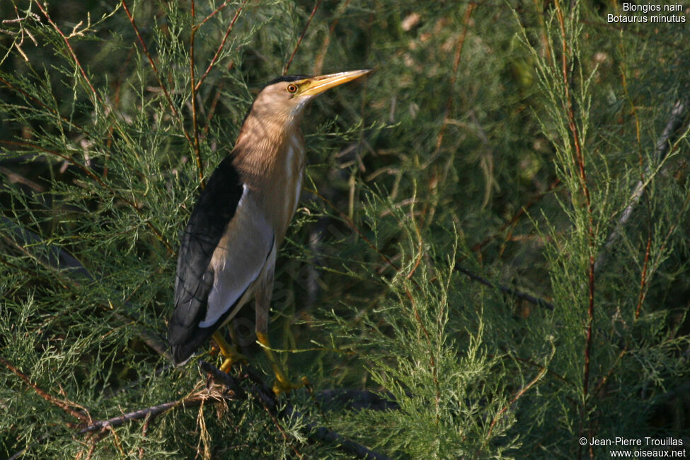 Little Bittern