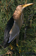 Little Bittern