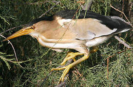 Little Bittern