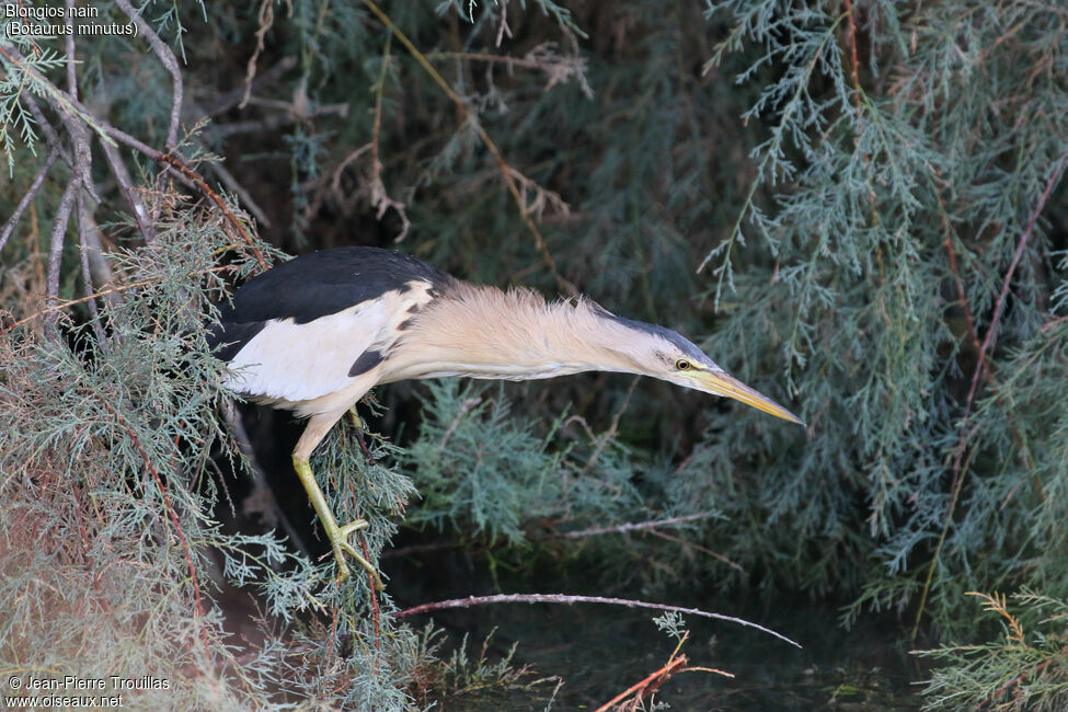 Little Bittern