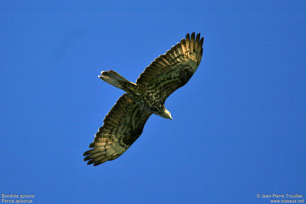 European Honey Buzzard