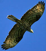 European Honey Buzzard