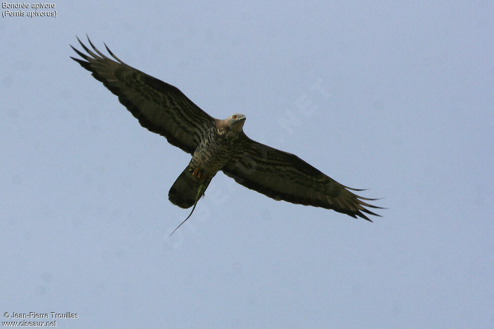 European Honey Buzzard