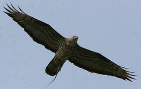 European Honey Buzzard