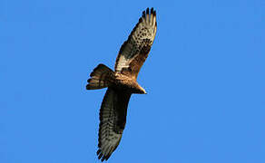 European Honey Buzzard