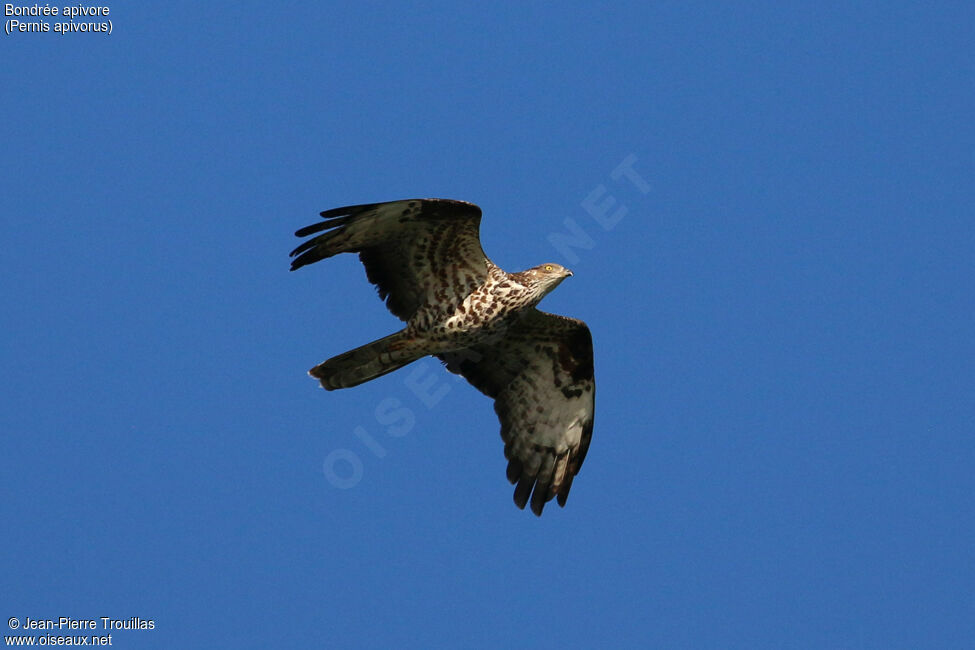 European Honey Buzzard