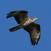 European Honey Buzzard