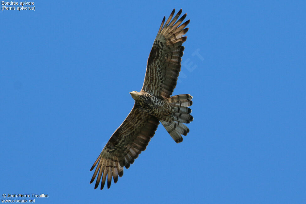 European Honey Buzzard