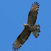 European Honey Buzzard