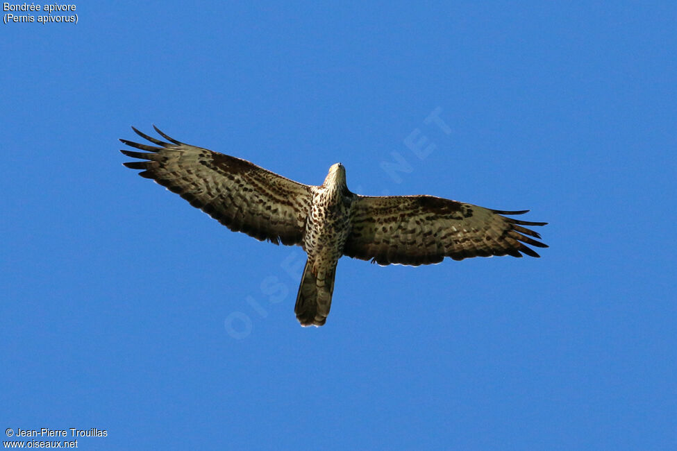 European Honey Buzzard