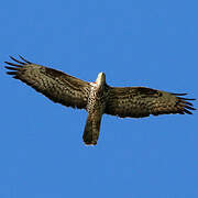 European Honey Buzzard