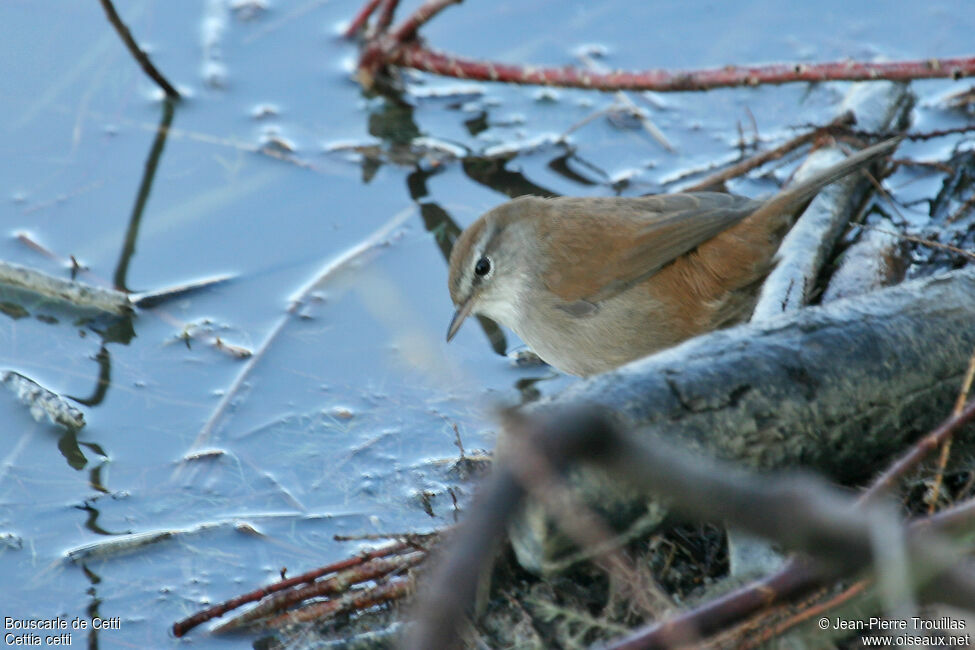 Bouscarle de Cetti