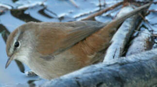 Cetti's Warbler