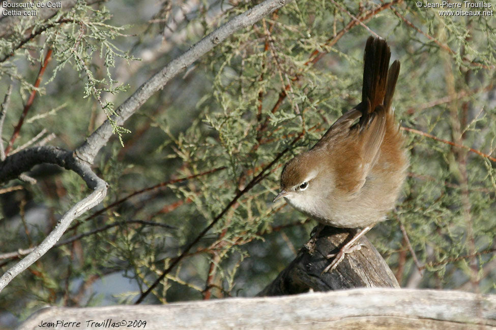 Bouscarle de Cetti